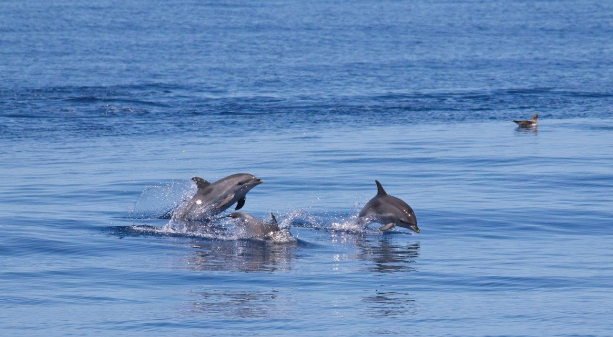 Dan Dolphins Azores abigail smyth