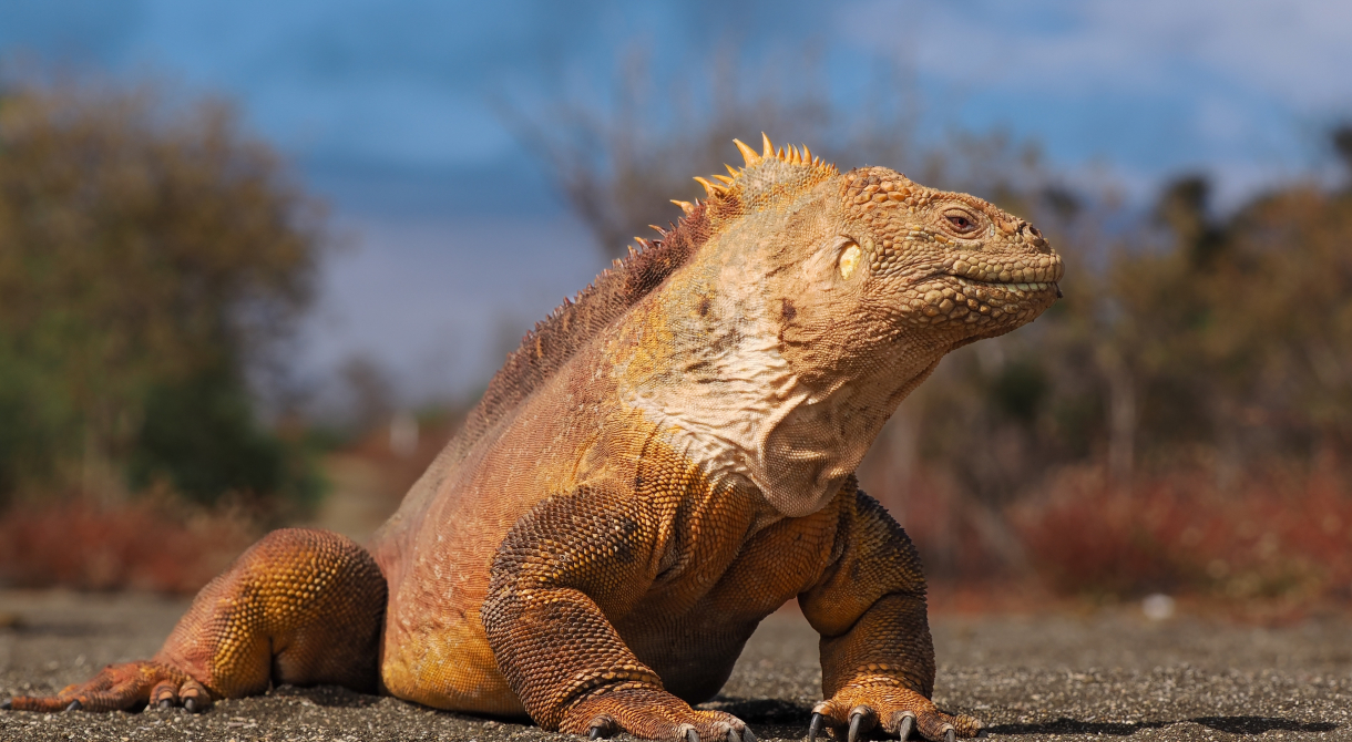Iguana on Galapagos