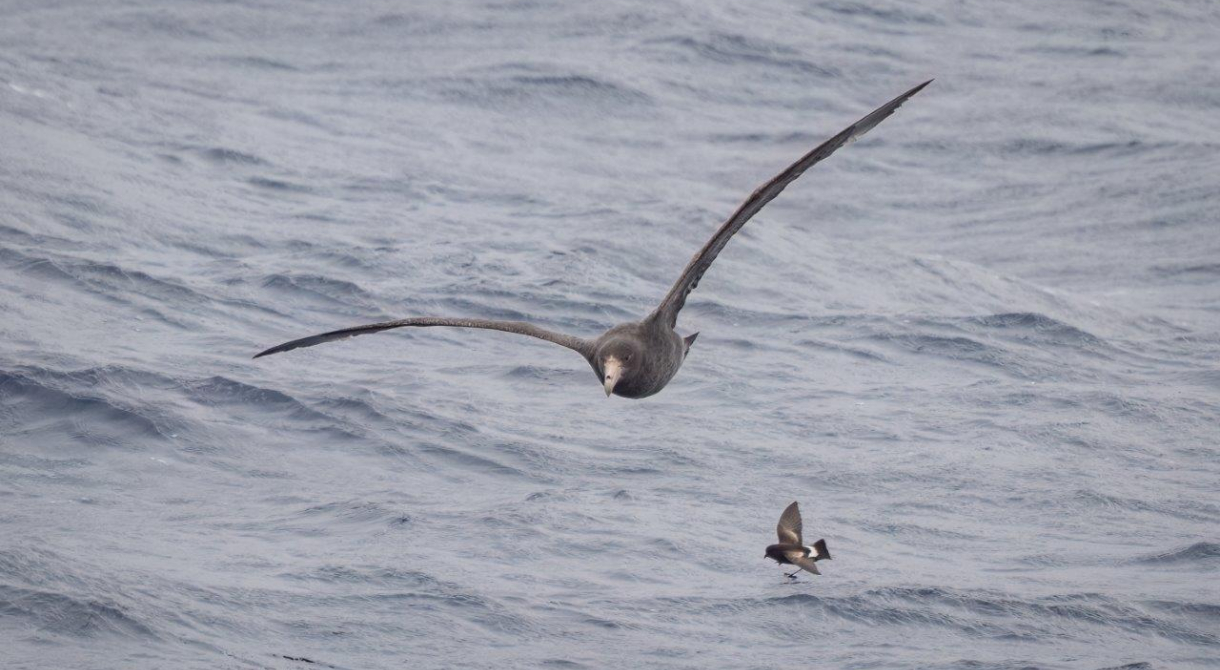 Drake Passage and Antarctic Convergence Zone