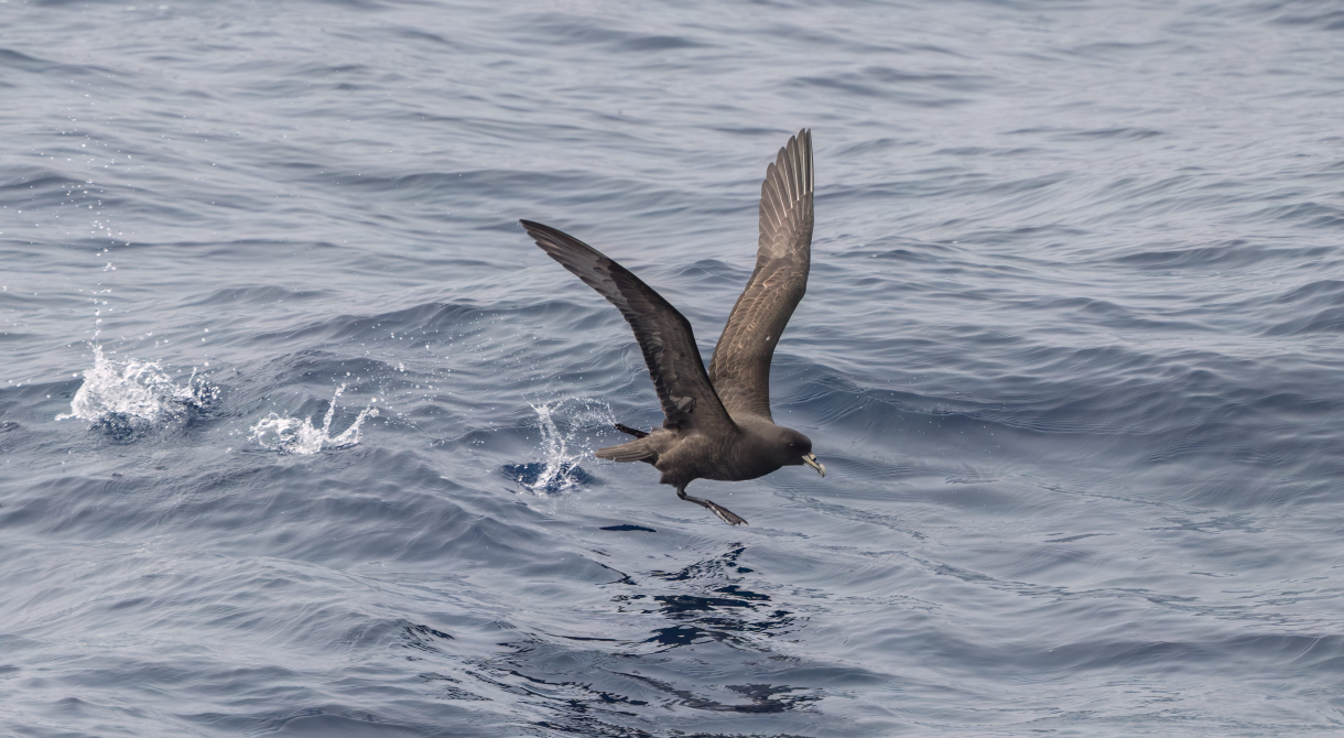 Drake passage birds