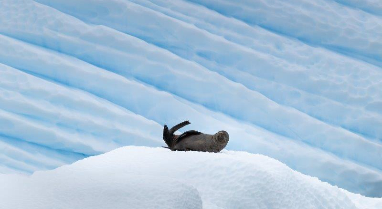 Wilhemina Bay, Orne Harbour and Orne Islands