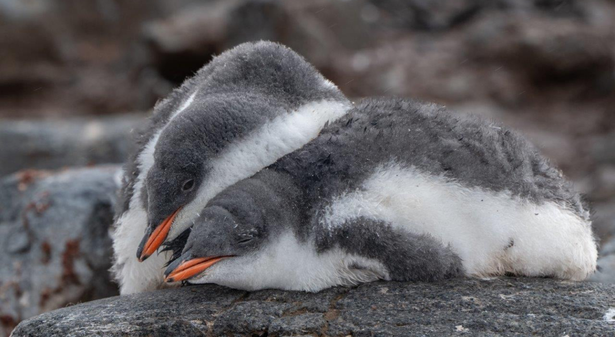 A rainy day in Antarctica