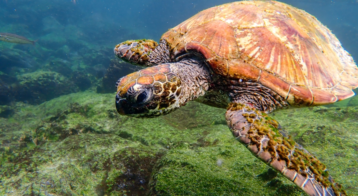 Galapagos Bark EUROPA by Zet Freiburghaus