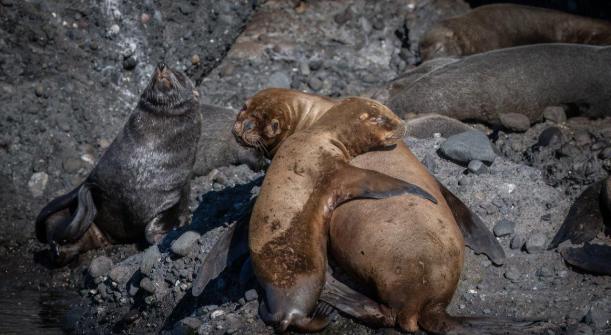 Desertores Islands · Islote Nihuel · Fur Seals · Cormorants · Sailing to Puerto Montt Bark EUROPA