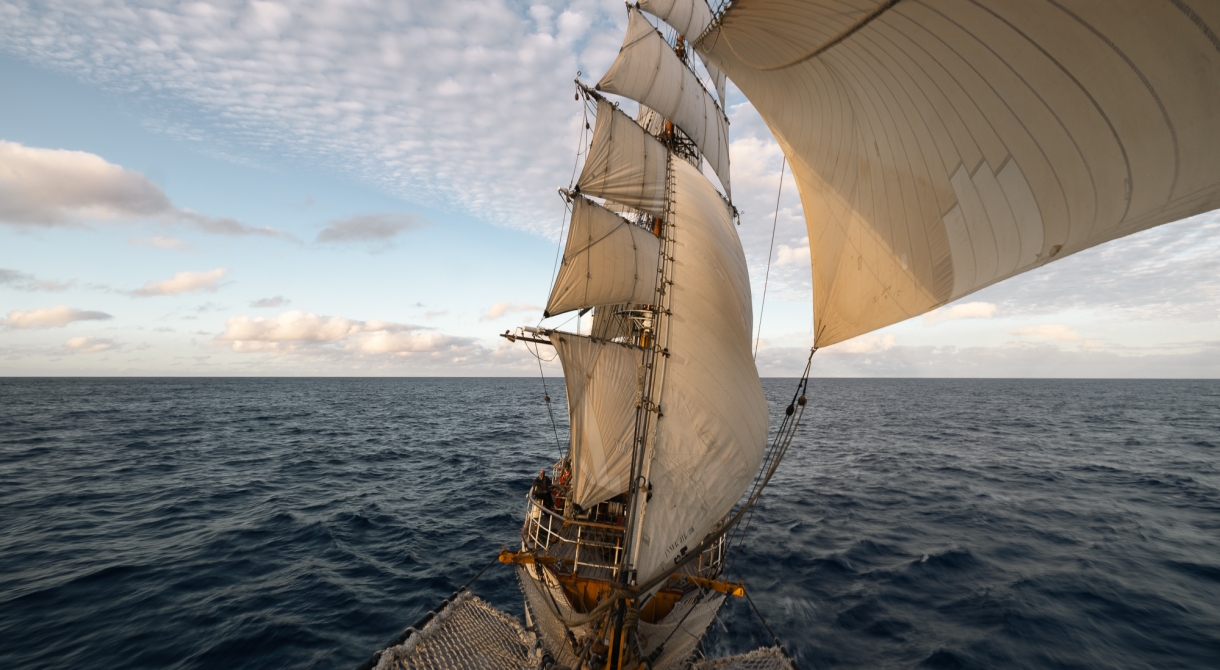 Bark EUROPA Fraser Edwards