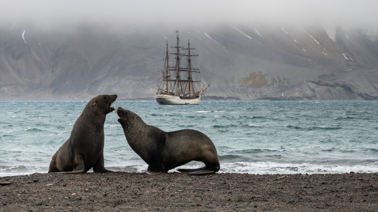 Wildlife and ship