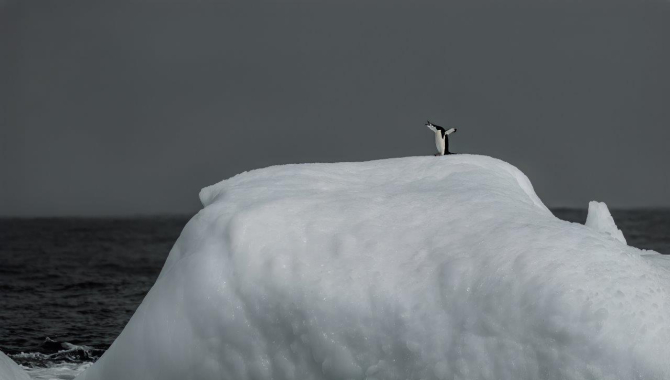 Chinstrap Penguin on bergy bit
