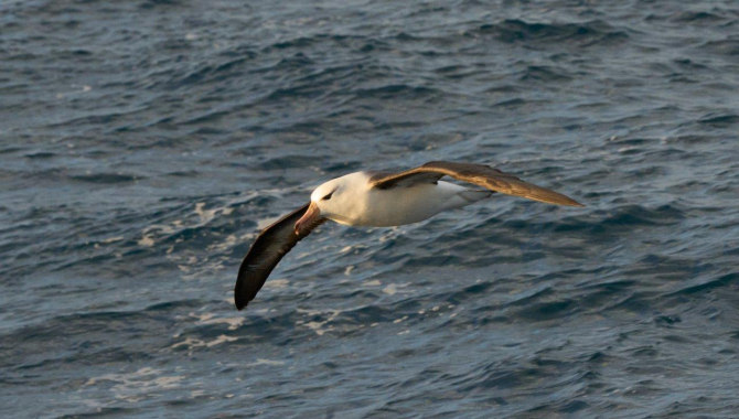 Blackbrowed Albatross