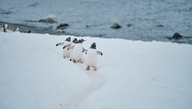 Gentoo fabulous 4