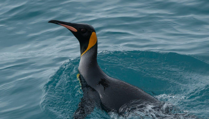 South Georgia - Philipp Reindhard
