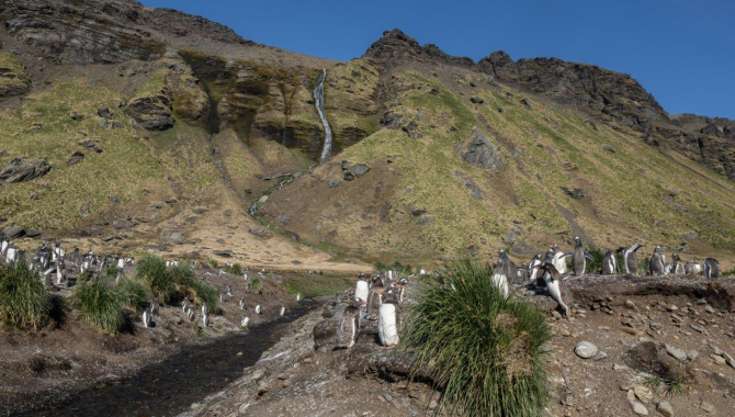 Royal Bay Moltke harbour South Georgia Jordi Plana Morales Bark EUROPA
