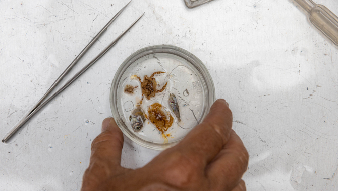 Sargassum by Isley