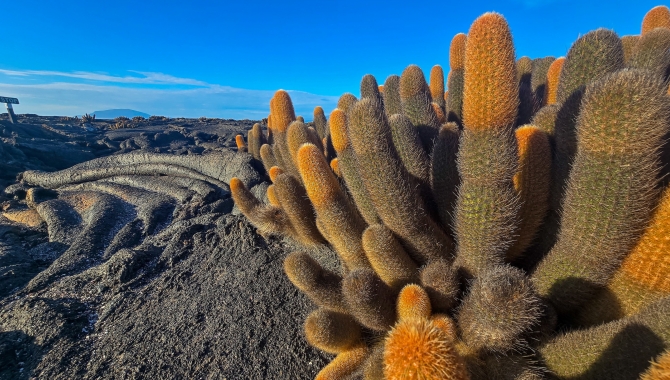 Galapagos by Zet Freiburghaus