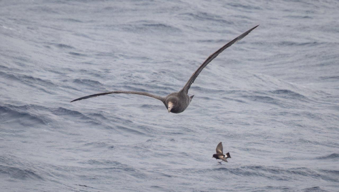 Drake Passage and Antarctic Convergence Zone