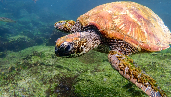 Galapagos Bark EUROPA by Zet Freiburghaus