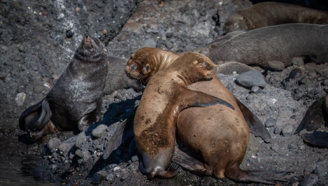 Desertores Islands · Islote Nihuel · Fur Seals · Cormorants · Sailing to Puerto Montt Bark EUROPA