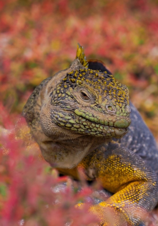 Galapagos Bark EUROPA by Zet Freiburghaus