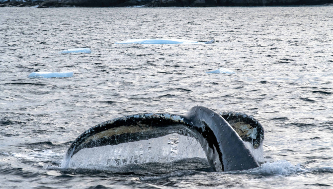 Whale Antarctica