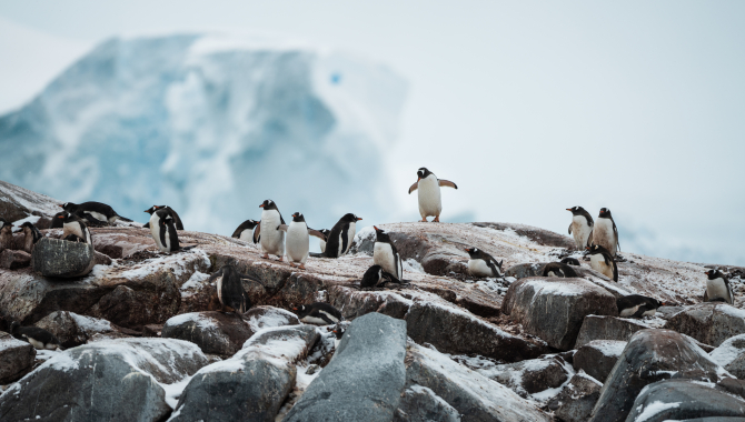 Penguins by Benjamin Hardman