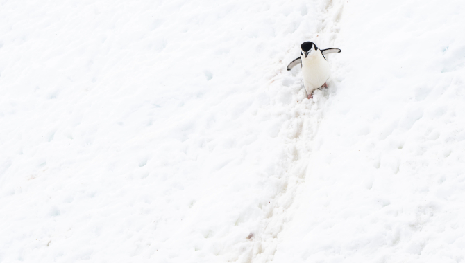Antarctica. Gerlache Strait.  Graham Passage. Wilhelmina Bay. One Harbour. Errera Channel. Jordi Plana Morales