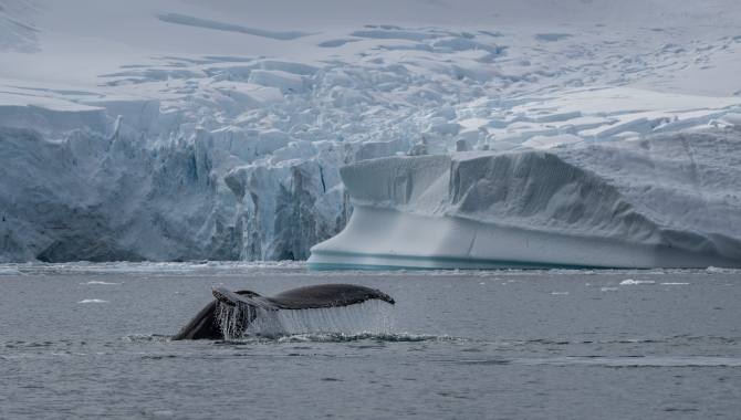 aradise Harbour zodiac cruise and landing at Neko harbour. Whalewatching at Andvord Bay  by Jordi Plana Morales