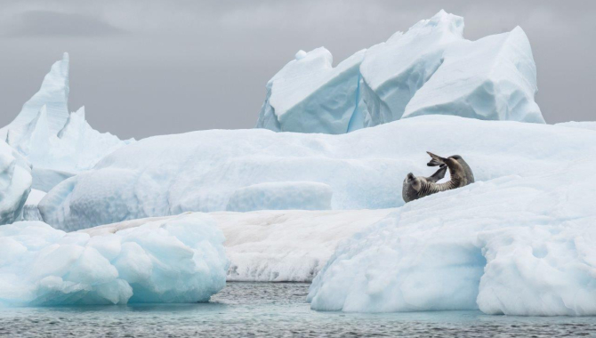 Zodiac cruise at Spert/Trinity Islands channels and icebergs by Jordi Plana Morales Bark EUROPA