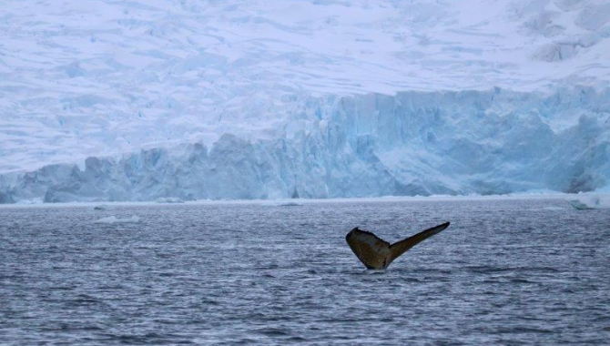 Danco & Neko landings