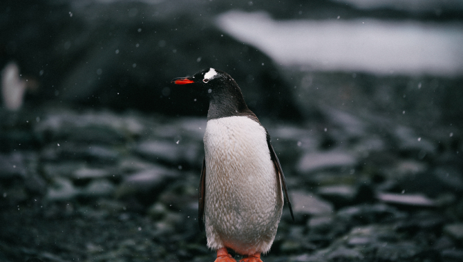 Tom Banks Antarctica