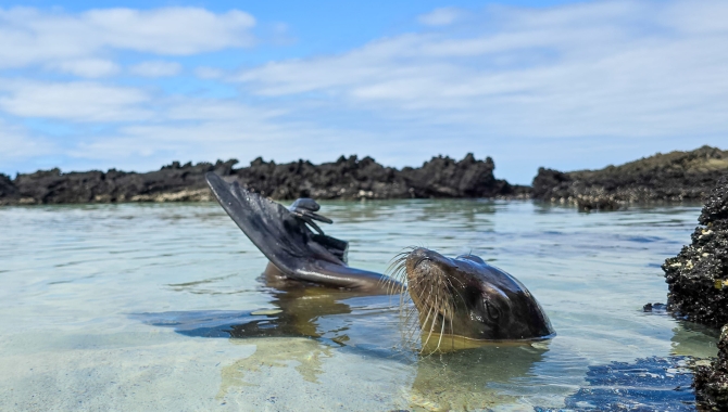 Galapagos Bark EUROPA by Zet Freiburghaus