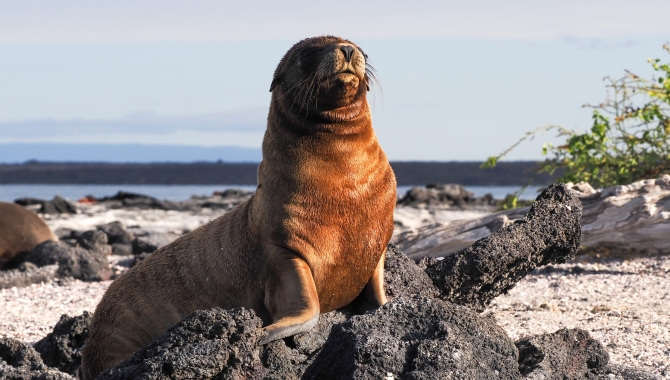 Galapagos Bark EUROPA by Zet Freiburghaus