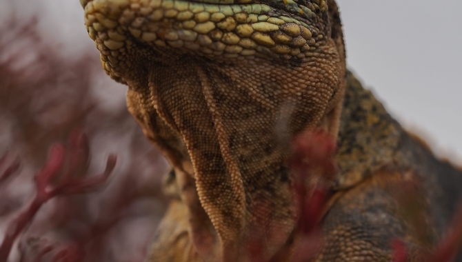 Galapagos Bark EUROPA by Zet Freiburghaus