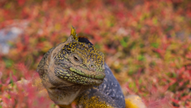 Galapagos Bark EUROPA by Zet Freiburghaus