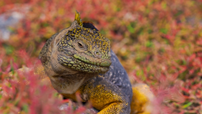 Galapagos Bark EUROPA by Zet Freiburghaus