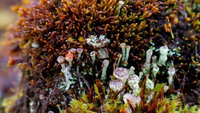 Sailing in the Chilean channels Fiordo Peel - Estero Amalia (Skua Glacier)