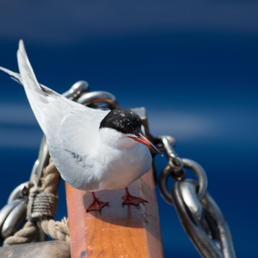 Bird life 