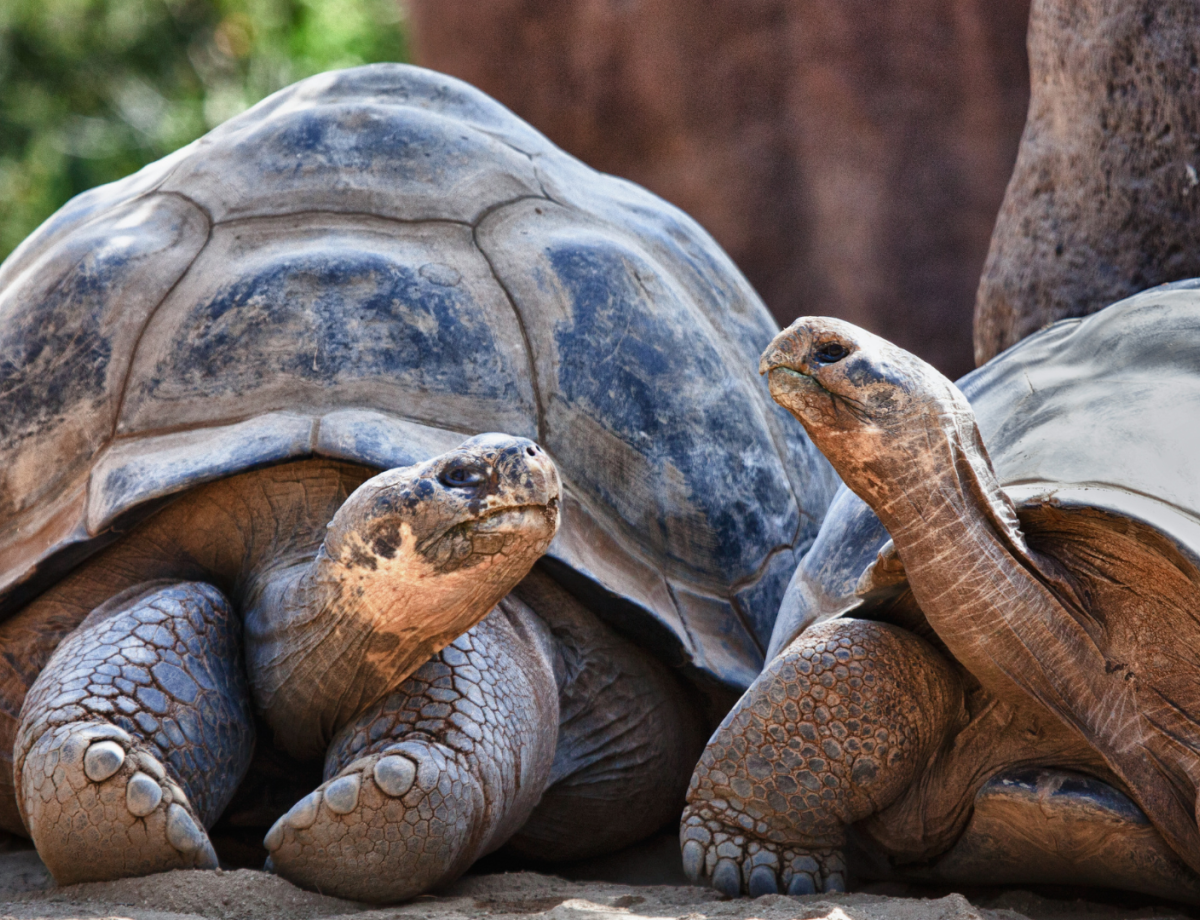Galapagos