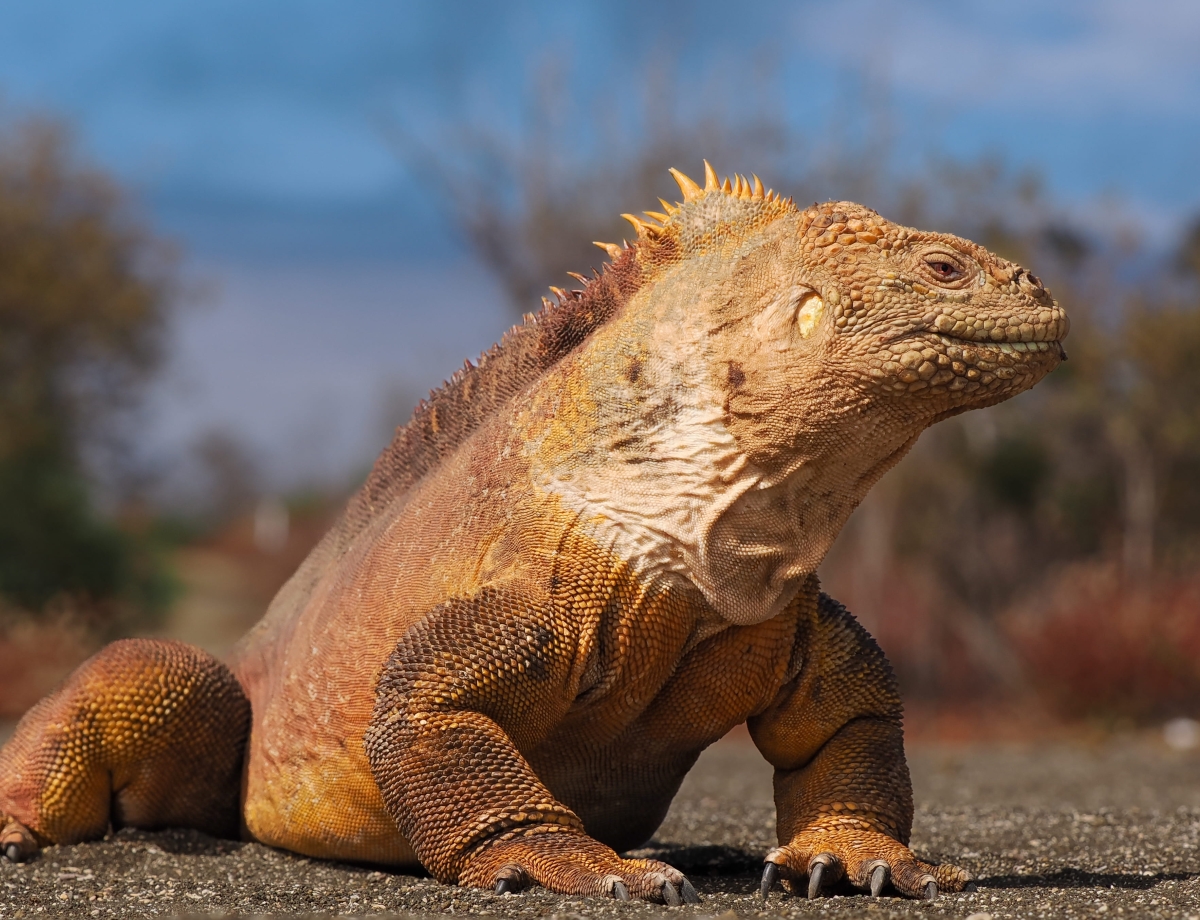 Galapagos Bark EUROPA by Zet Freiburghaus