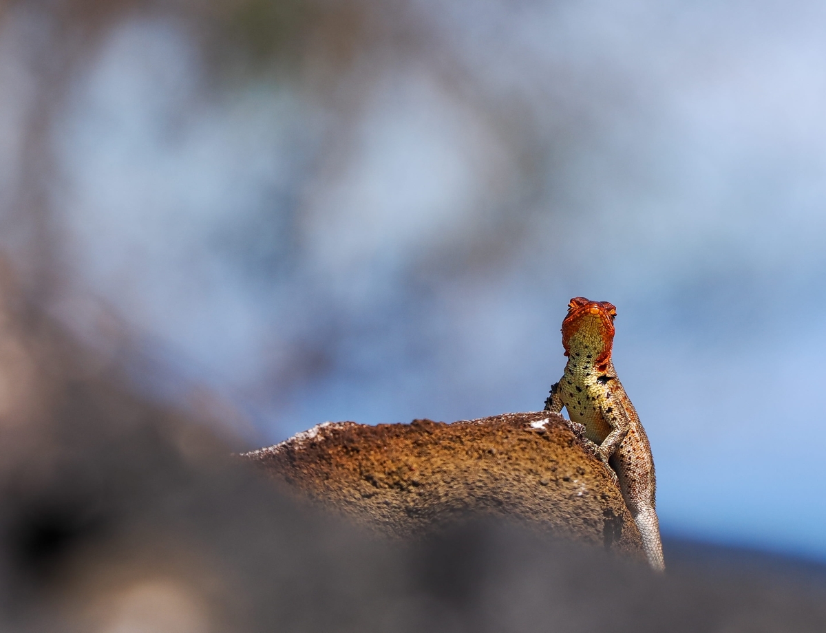 Galapagos Bark EUROPA by Zet Freiburghaus