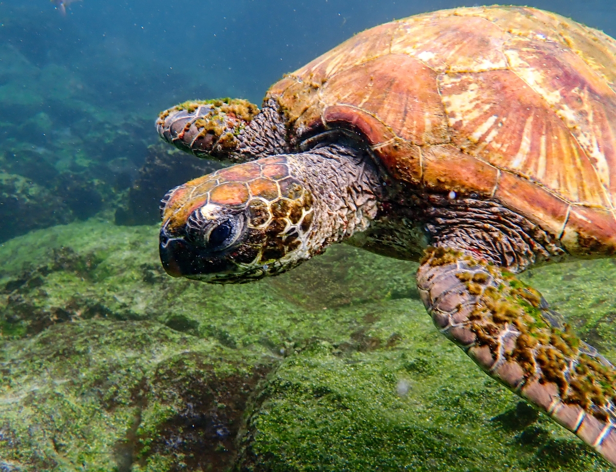 Galapagos Bark EUROPA by Zet Freiburghaus