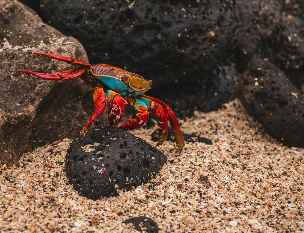 Pedro crab