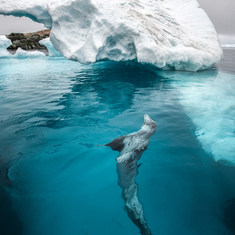 Seal in the cold waters of Antarctica