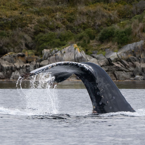 Whales