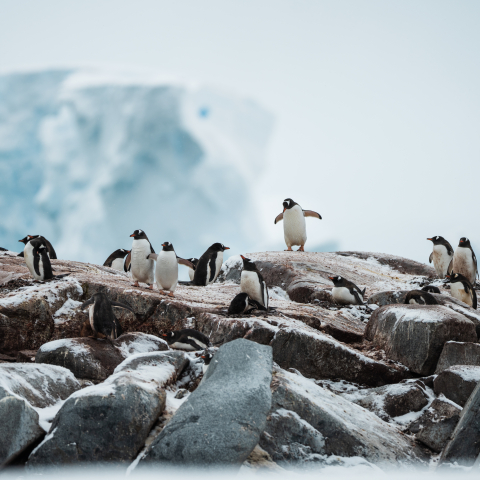 Penguins by Benjamin Hardman