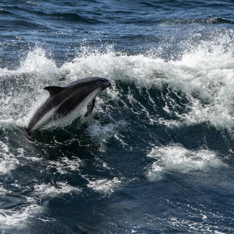 Dolphins southern ocean