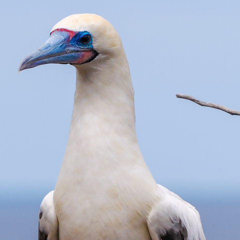 red footed booby