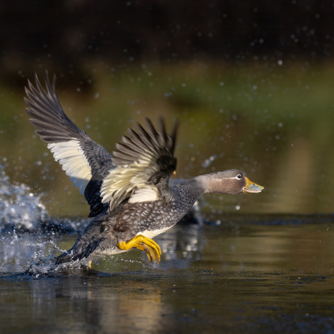 Birds in the Chilean Channels