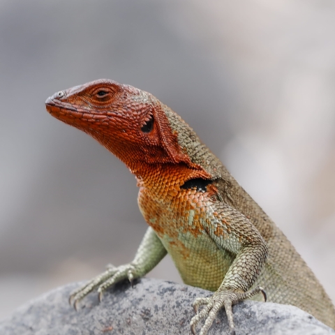 Galapagos Bark EUROPA by Zet Freiburghaus