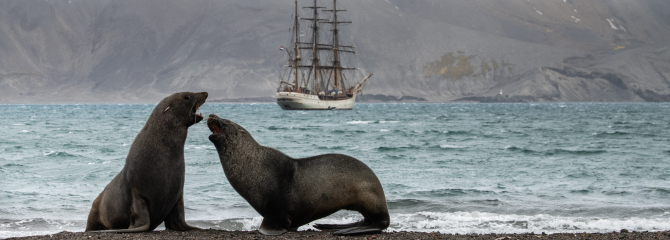 Wildlife and ship
