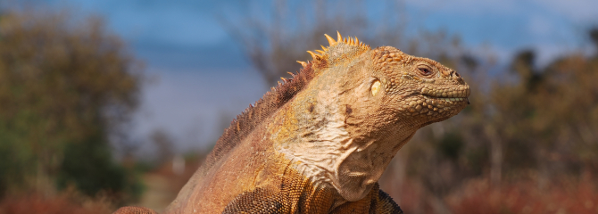 Iguana on Galapagos