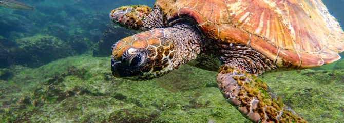 Galapagos Bark EUROPA by Zet Freiburghaus